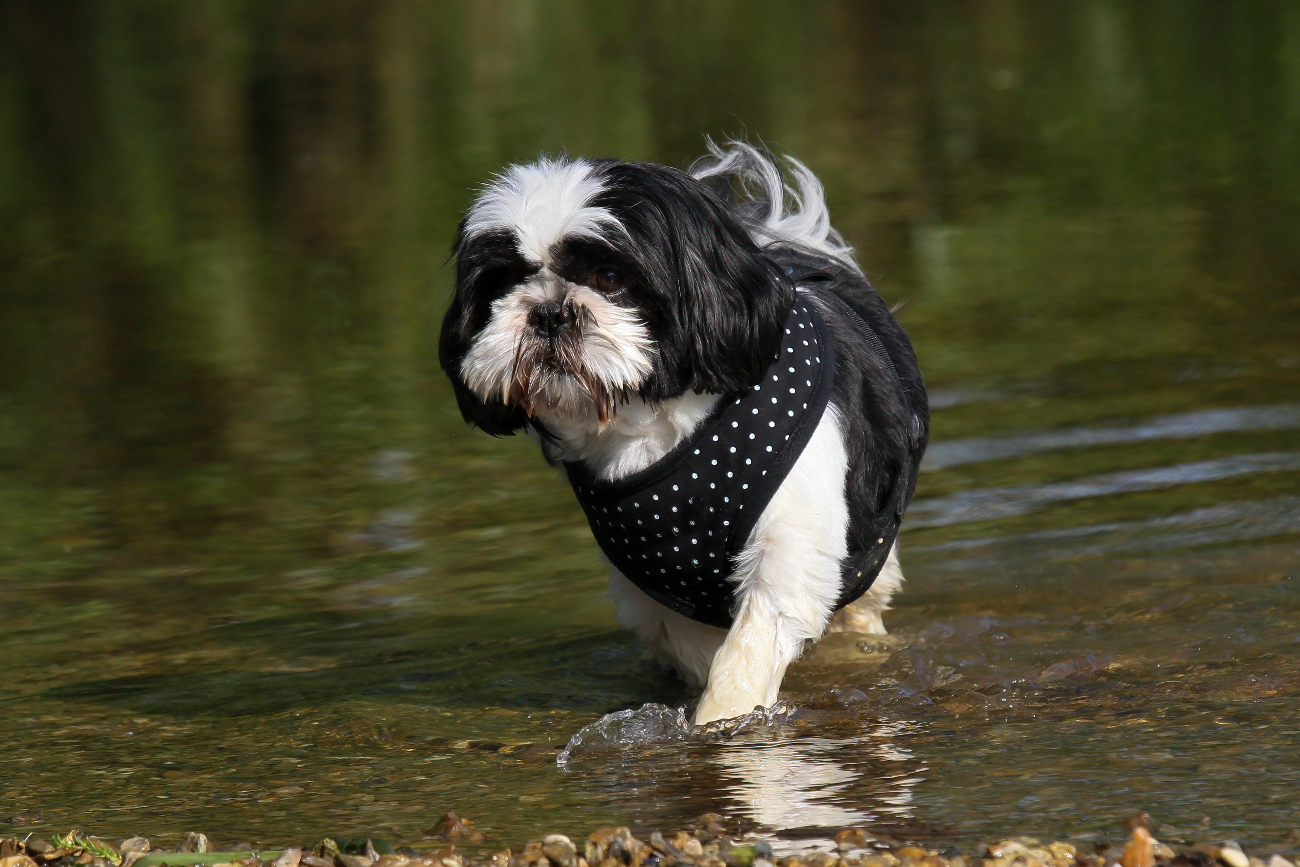 shih tzu wearing a jacket