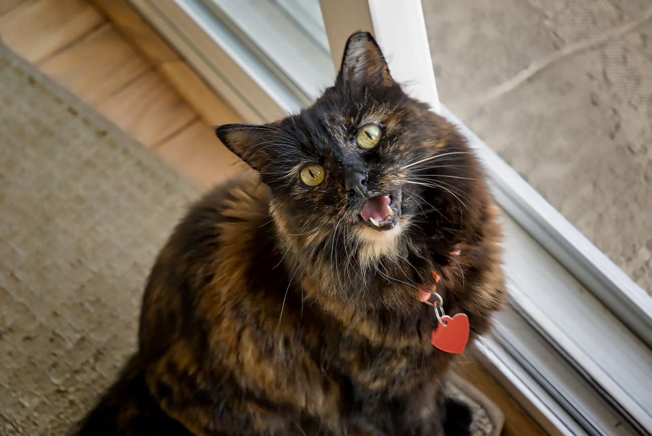 a black and brown long haired cat wearing a red collar