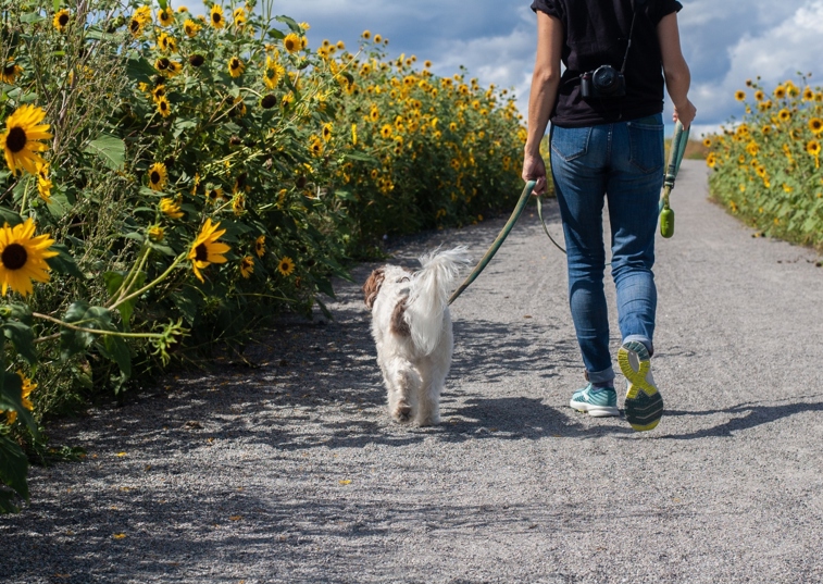 white dog being walked