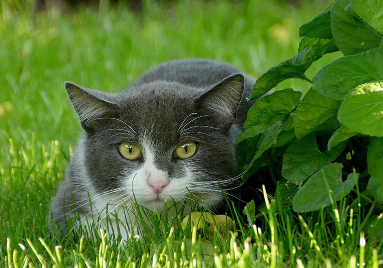 A stray cat hiding behind a bush in long grass