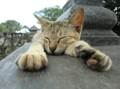 javanese cat asleep on fence