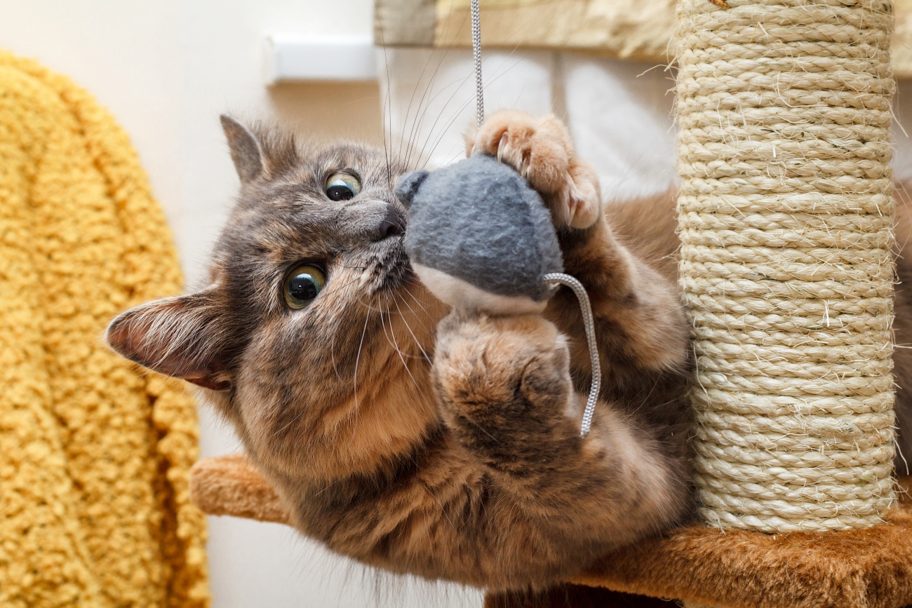 cat playing with toys