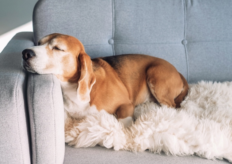 dog sleeping on sofa