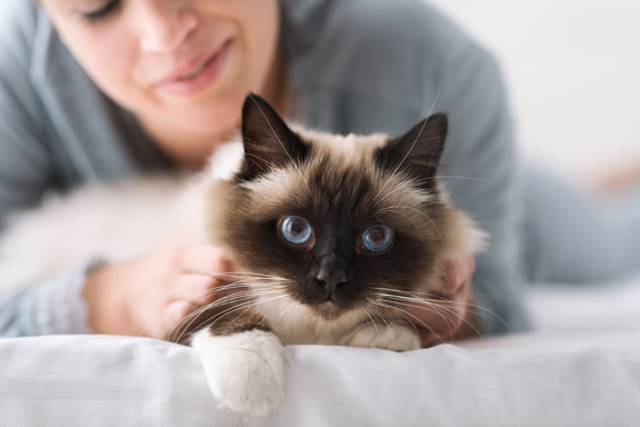 Blue eyed cat laying on bed with owner sitting behind stroking