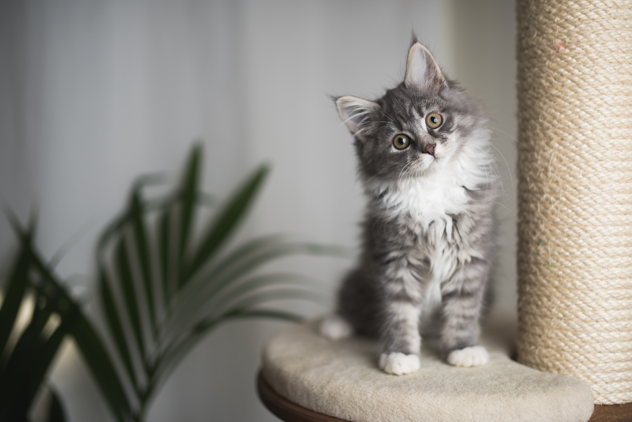 A furry cat sitting next to a scratching post