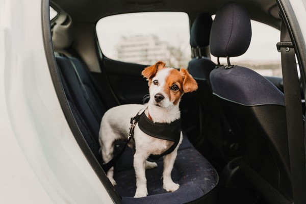 Dog in the car