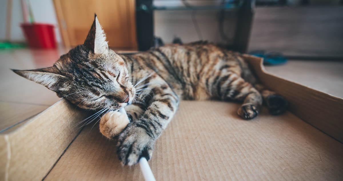 A cat biting a stick whilst playing on cardboard in a living room