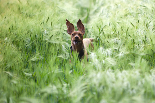 A Hungarian Vizsla running through a long grassed field