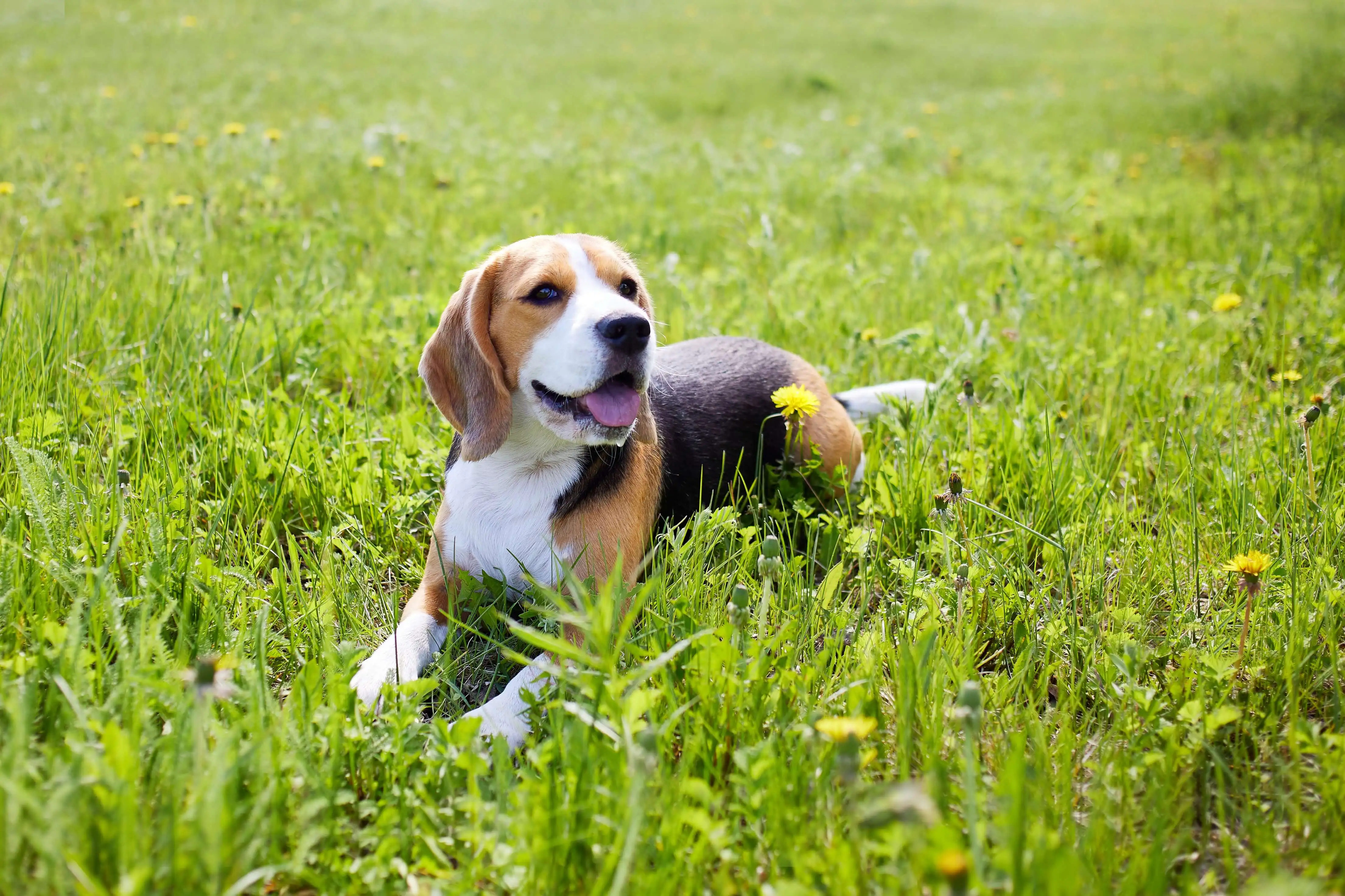 Beagle dog lying in the grass in an open field