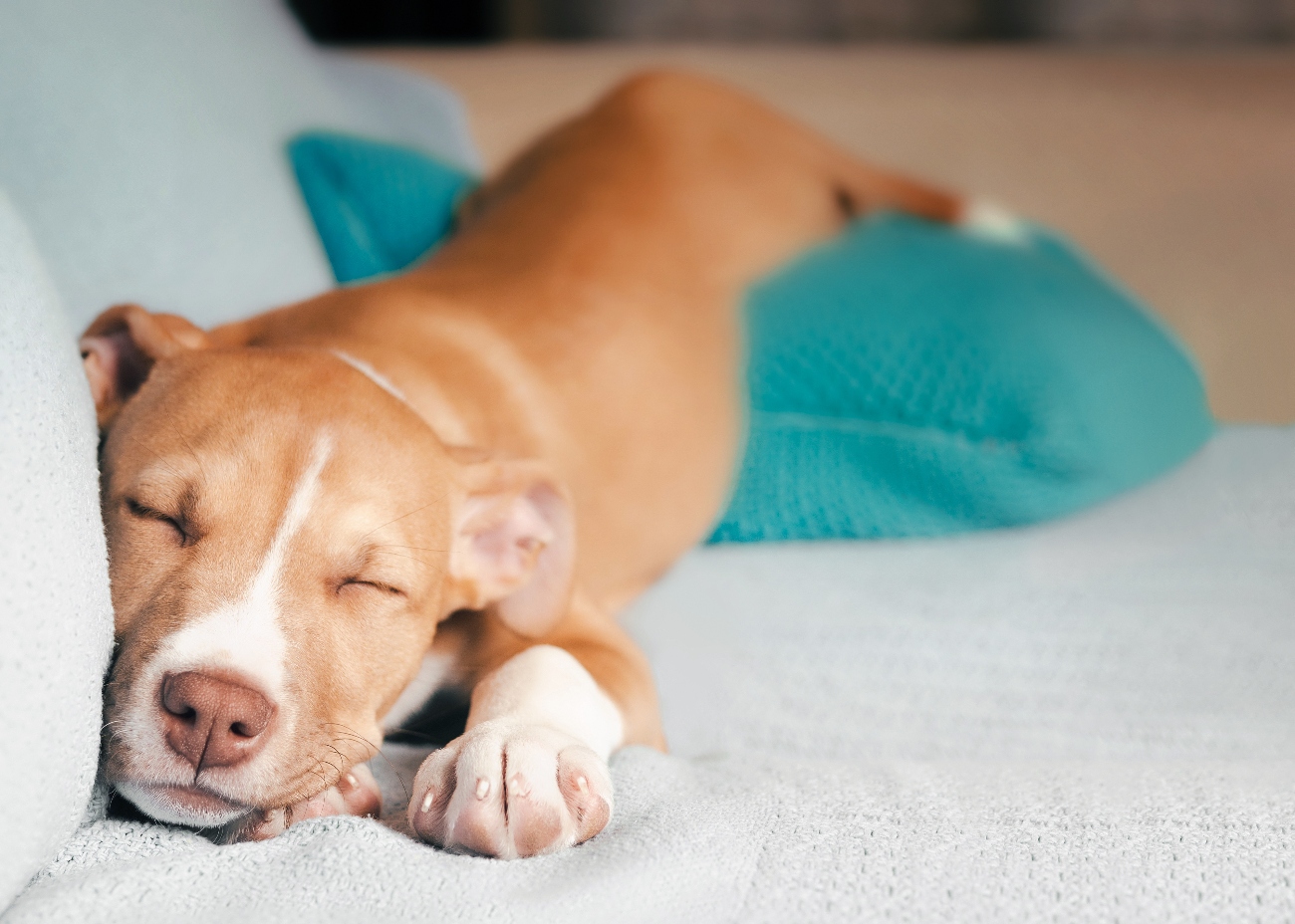 Female Boxer dog sleeping peacefully