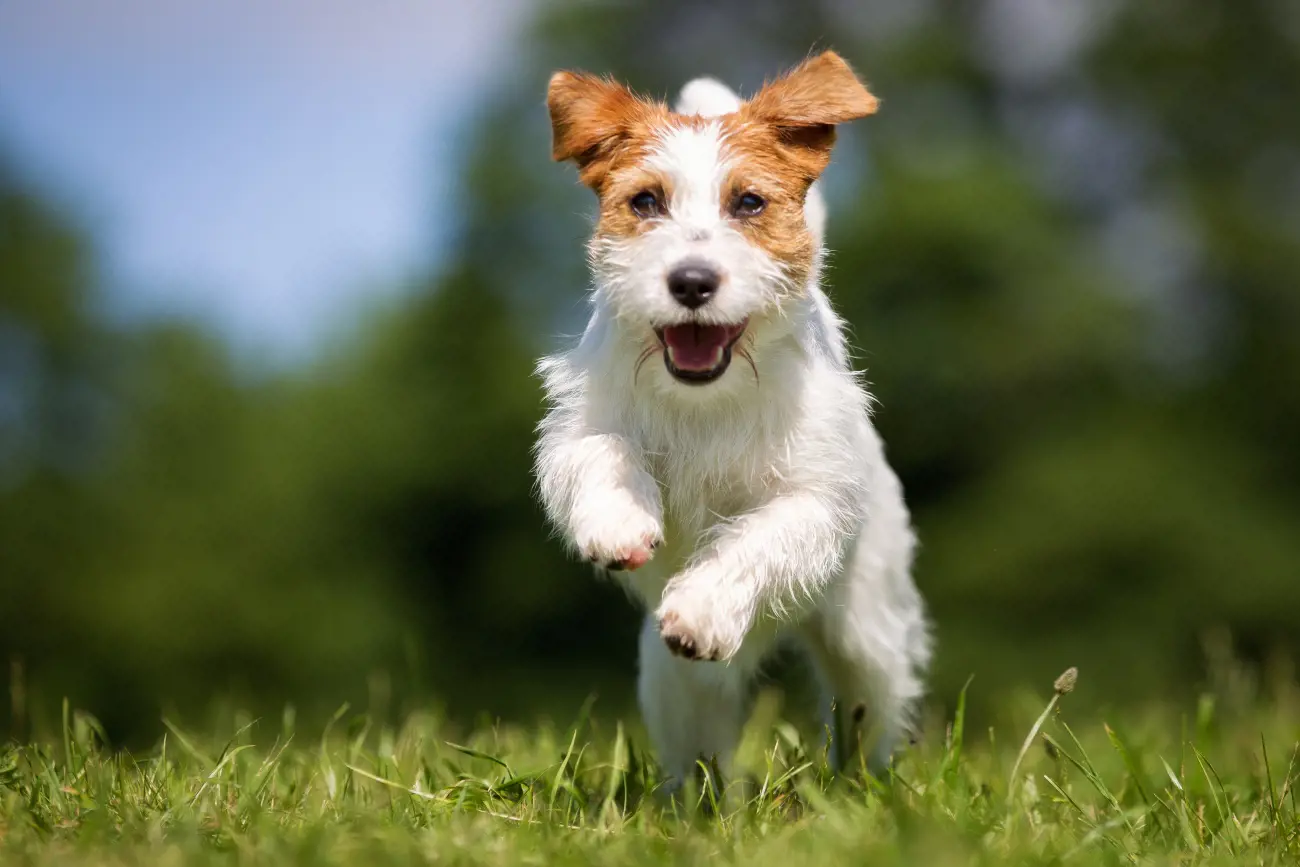 jack russell  leaping on the grass