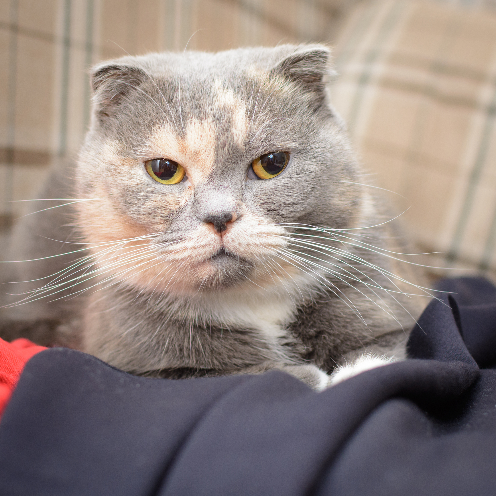 A cat laying on a bed