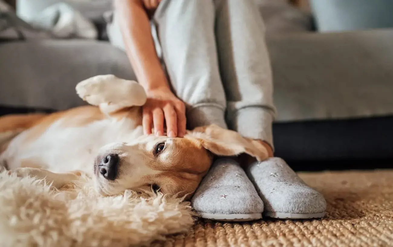 dog laying on back having head scratched by owner