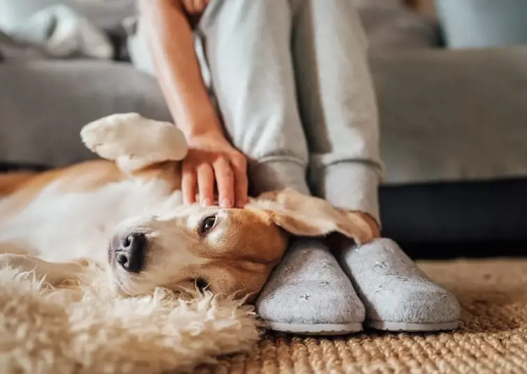 dog laying on back having head scratched by owner