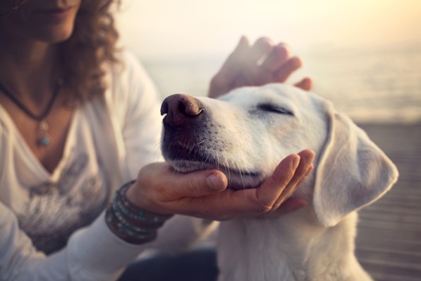 Relaxed Pet