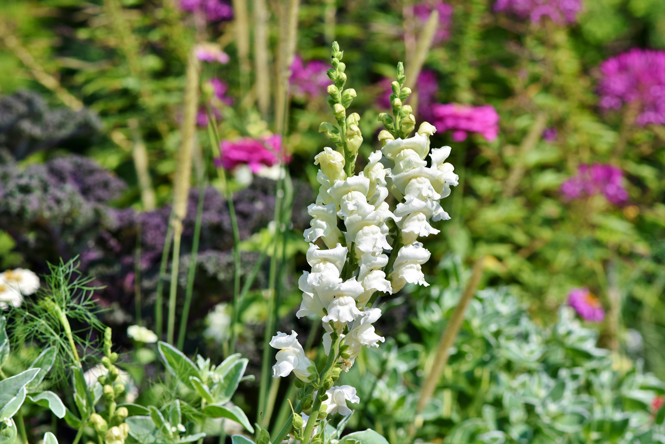 A snapdragon flower in a garden