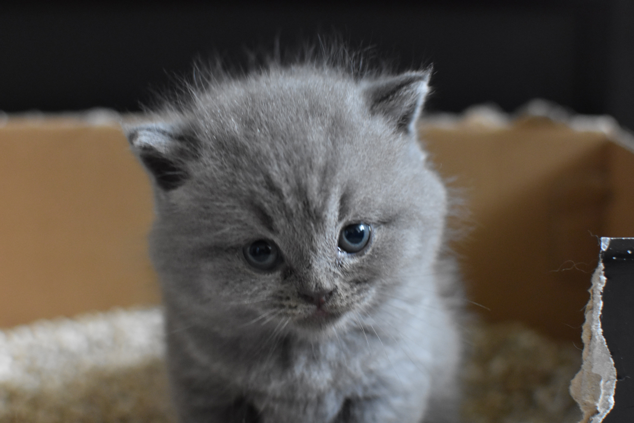 A kitten using a litter tray