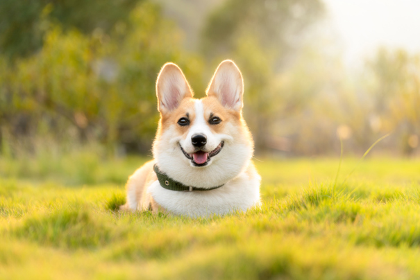 A Corgi laying down on grass with the sun set behind it