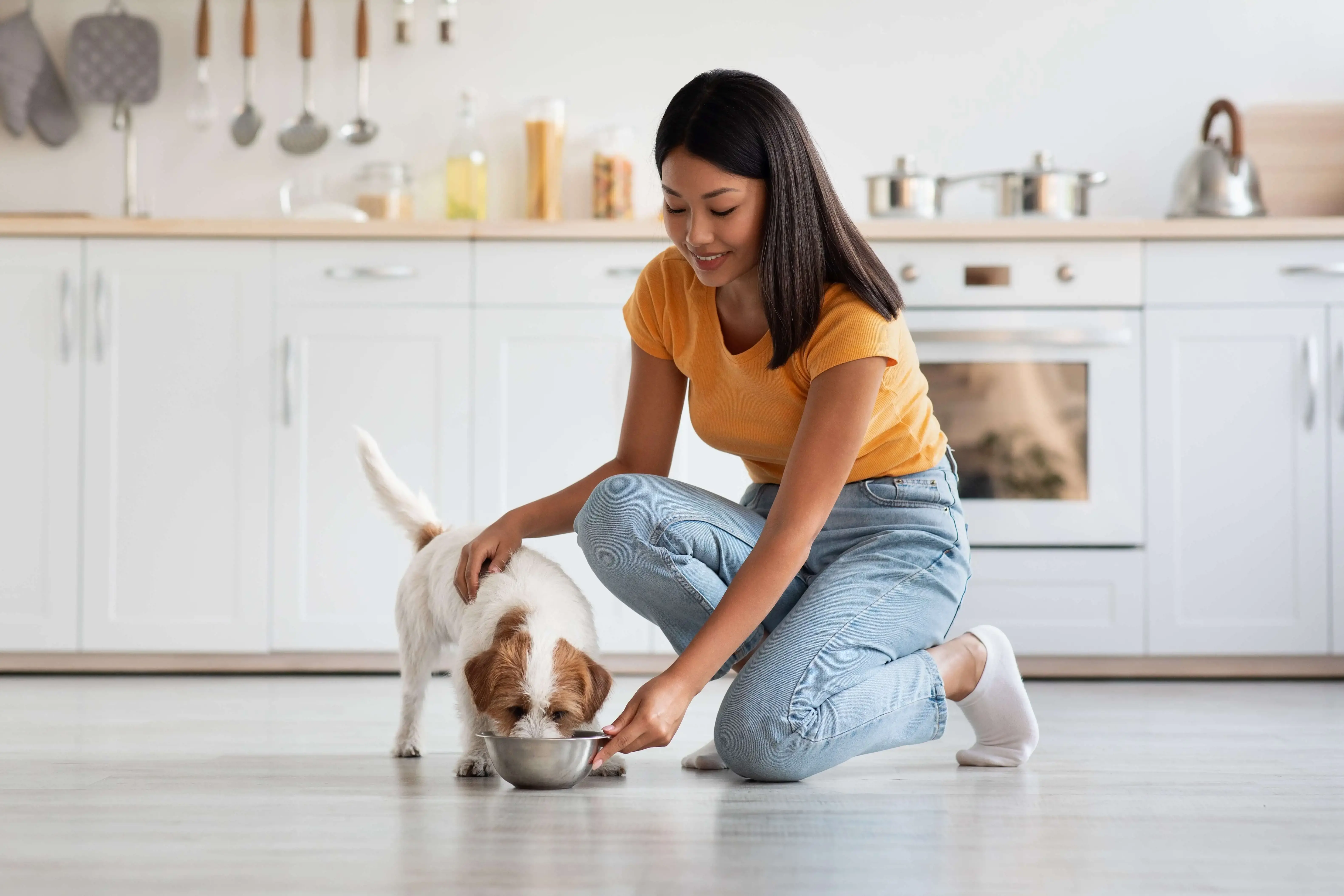 Owner feeding dog on white floor