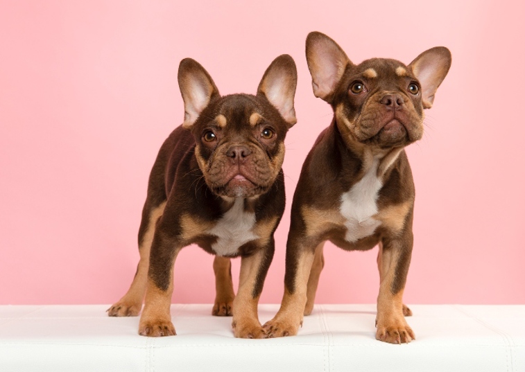 2 french bulldogs