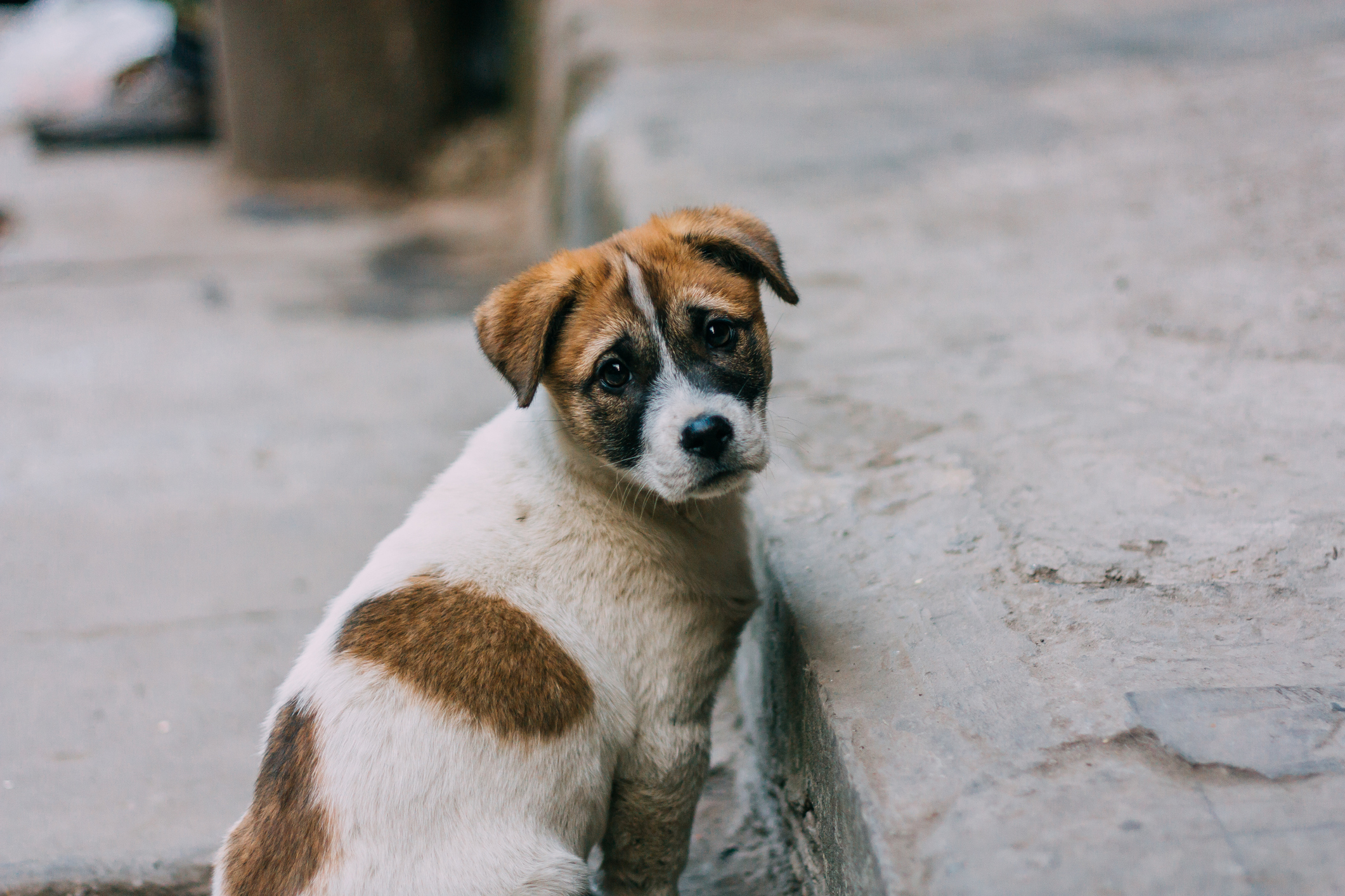 A sad looking dog sitting on a concrete step