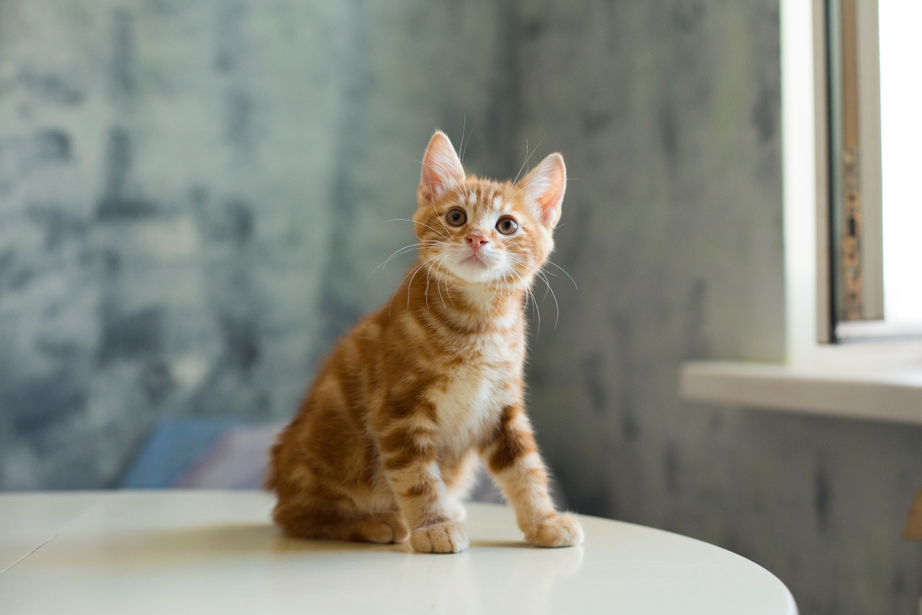 ginger kitten on the table