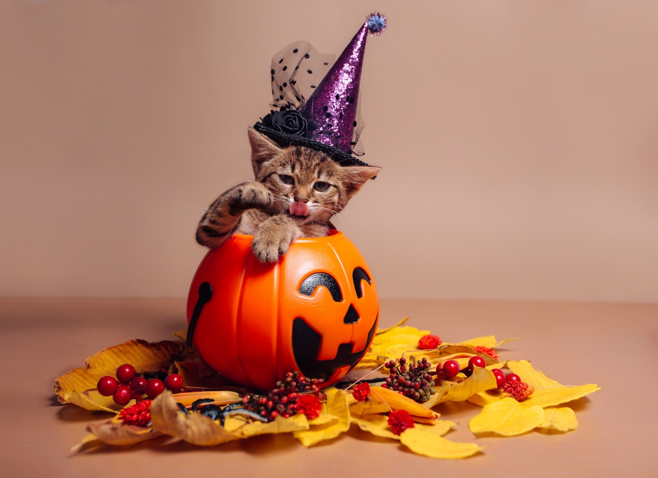 kitten sat in halloween pumpkin