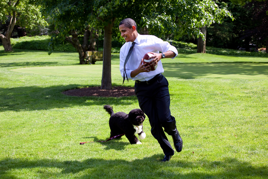 A Portuguese Water dog running with a man playing with a ball