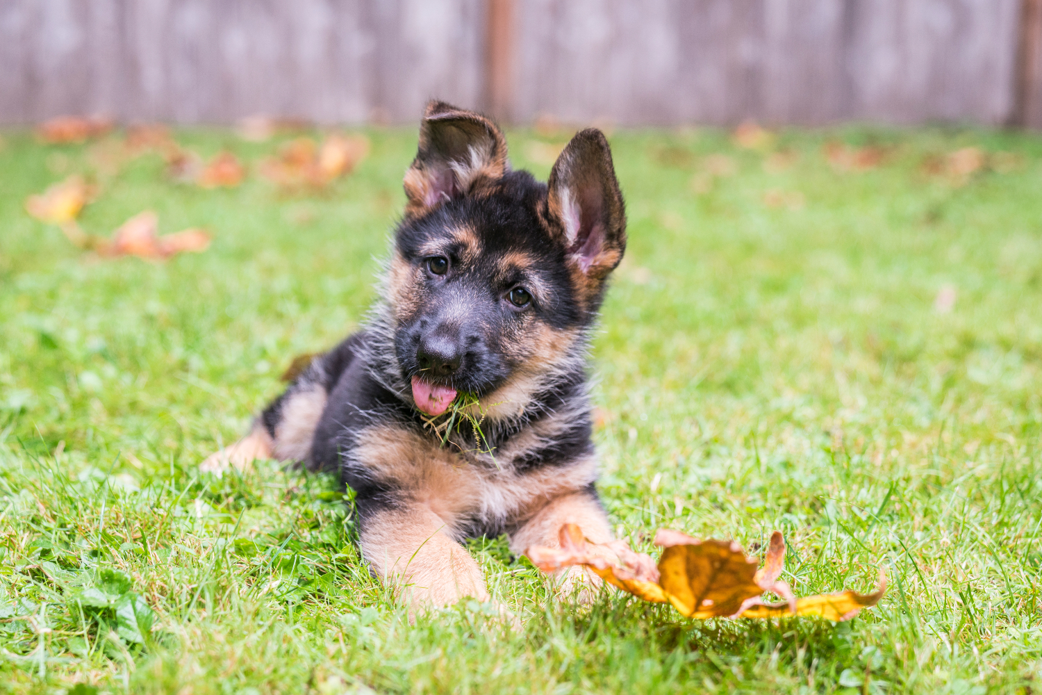 german shepherd puppy laying on ground