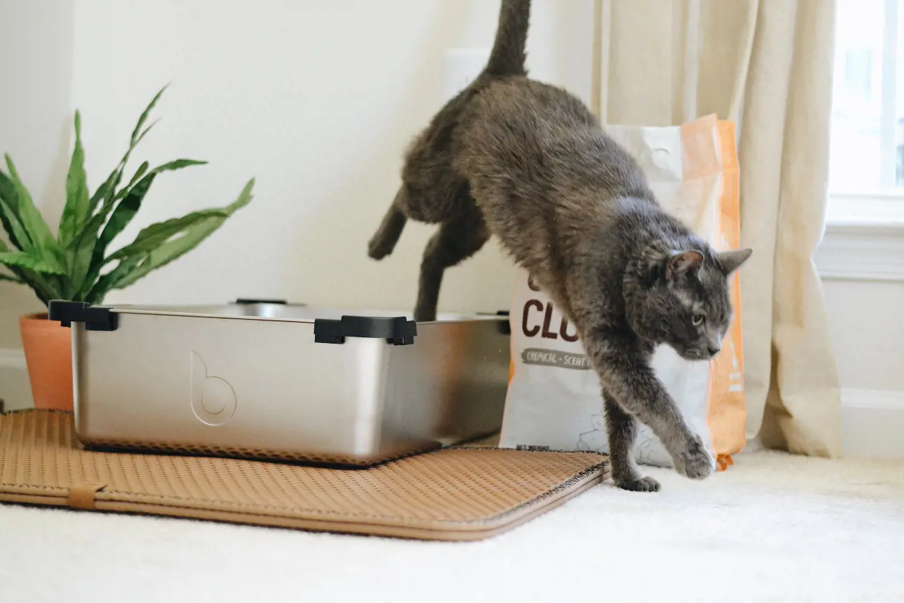 cat stepping out of a litter box