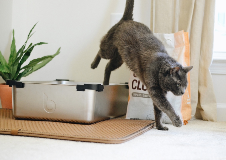 cat stepping out of a litter box