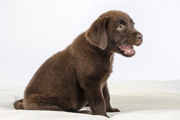 Labrador puppy