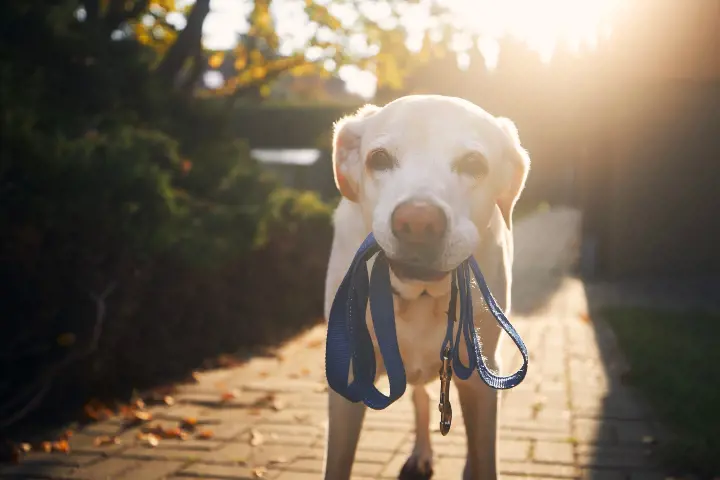 dog holding their lead in their mouth