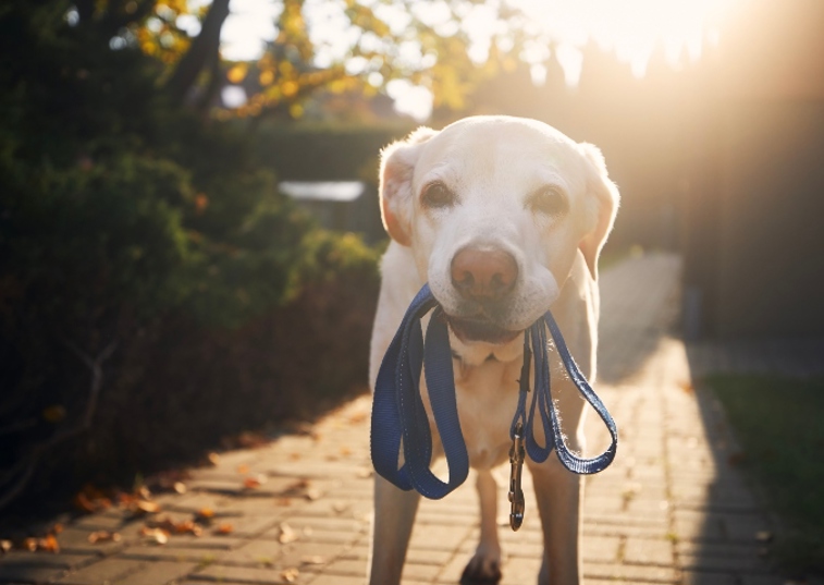 dog holding their lead in their mouth