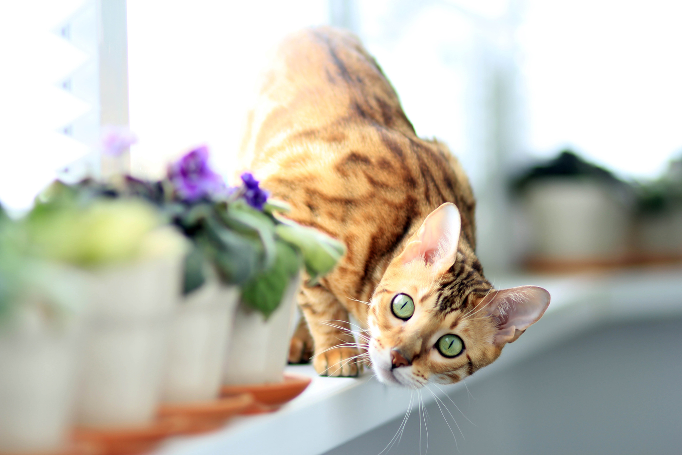 A Bengal cat sitting on a windowsill