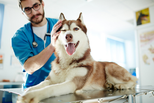 A vet inspecting a panting dog on a table in a vet's surgery