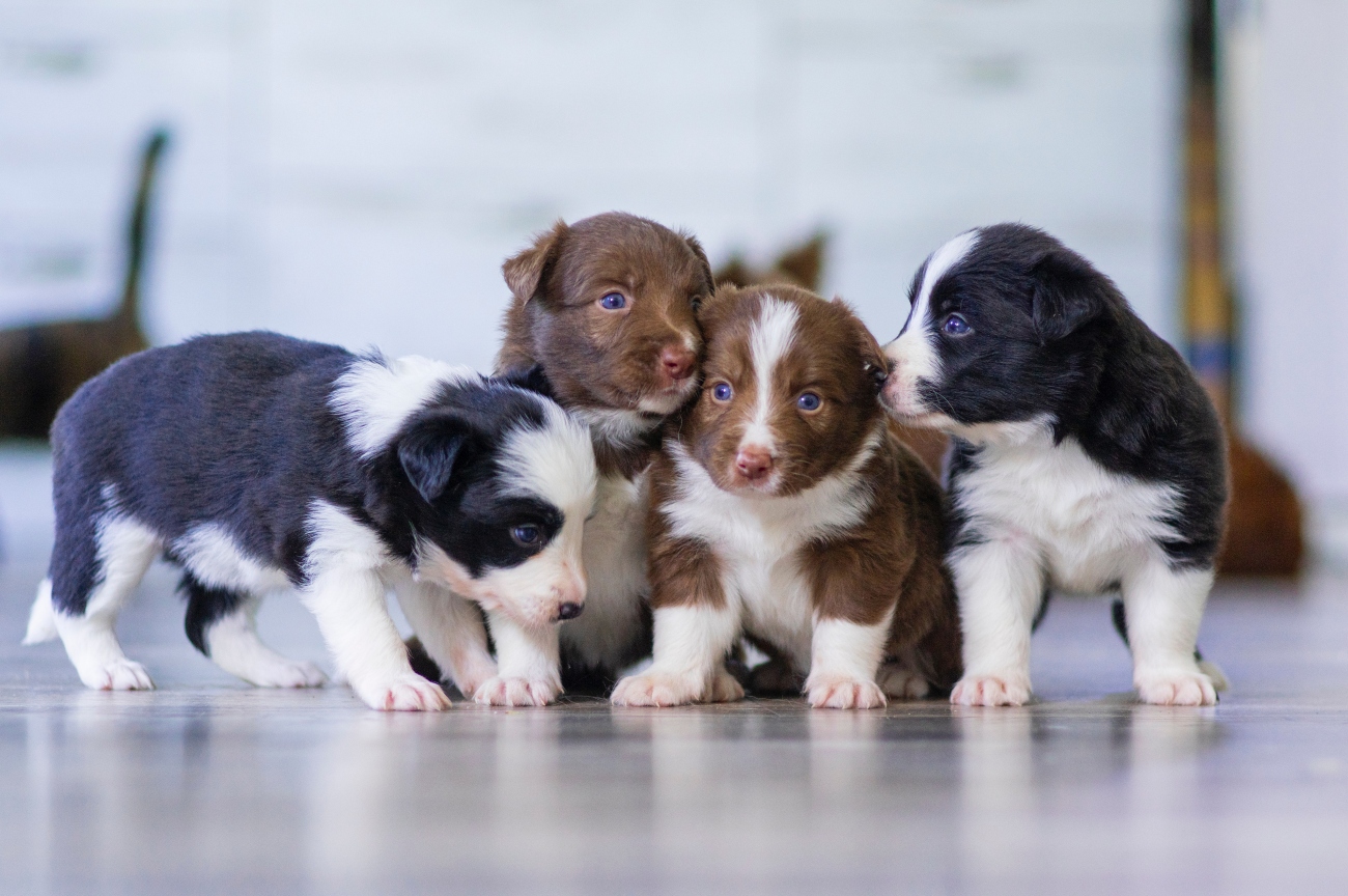 Four Puppies Sat Next To Each Other