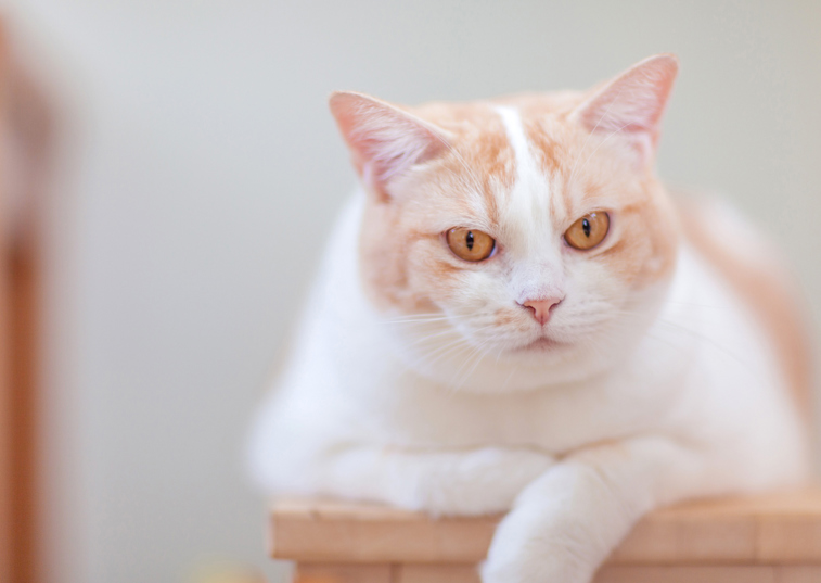 A pregnant cat laying on-top of a table