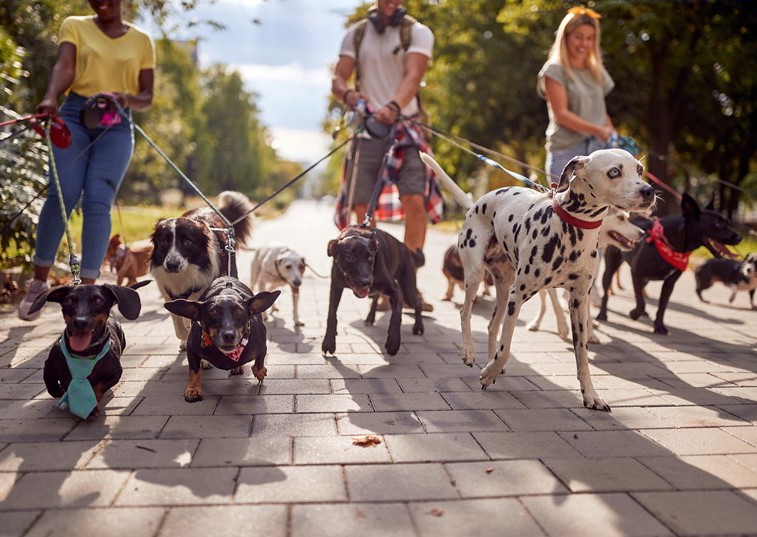 Campaign signposts help available to keep dogs and owners together