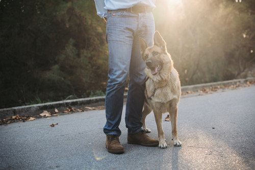 A well trained dog standing at its owners side on a sunny day