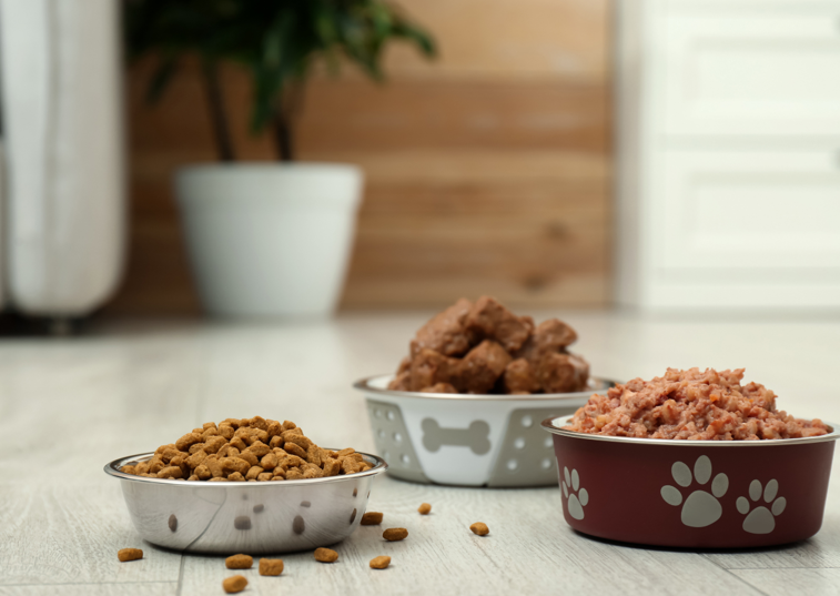 bowls of different types of dog food