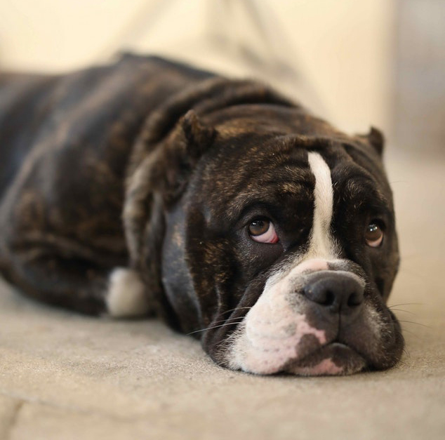 A dog laying down with its chin on the floor looking worried