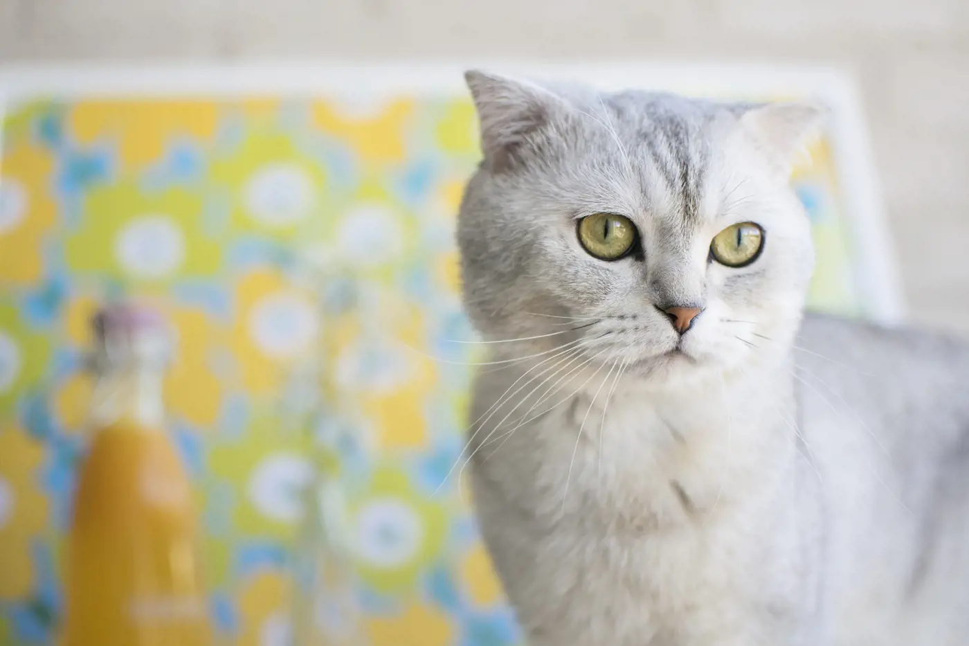 grey scottish fold