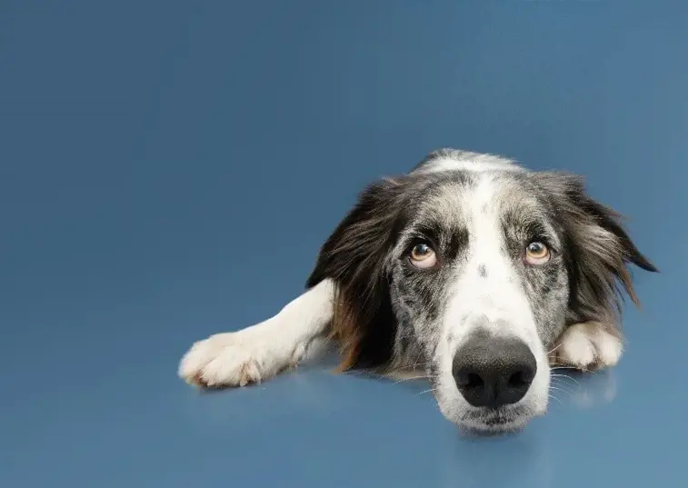 dog with anxiety laying down