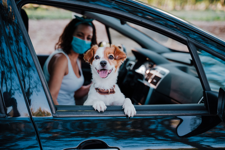 Dog in the car