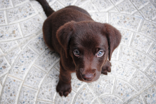 A small brown Labrador sitting on some floor tiles looking up