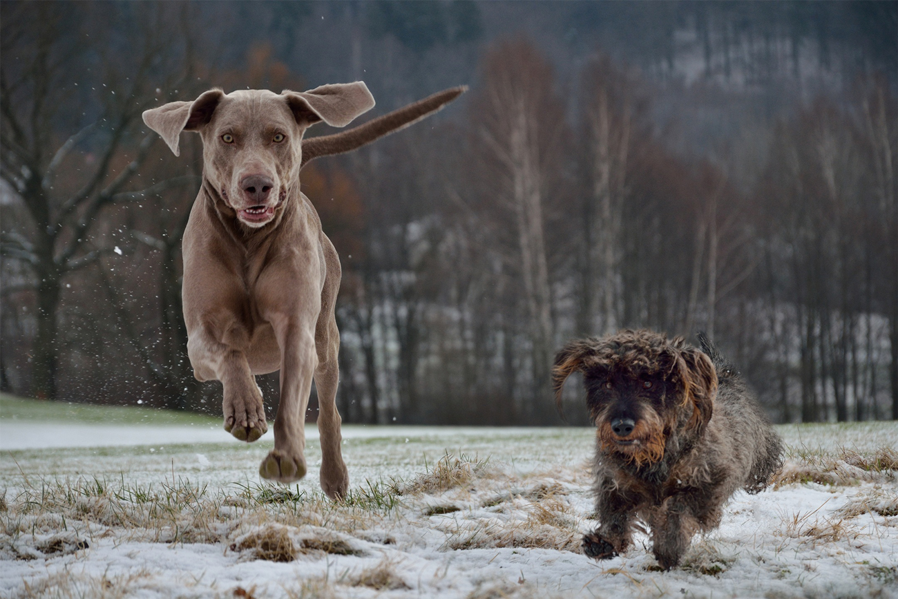 Two different looking dogs running through a frosty field