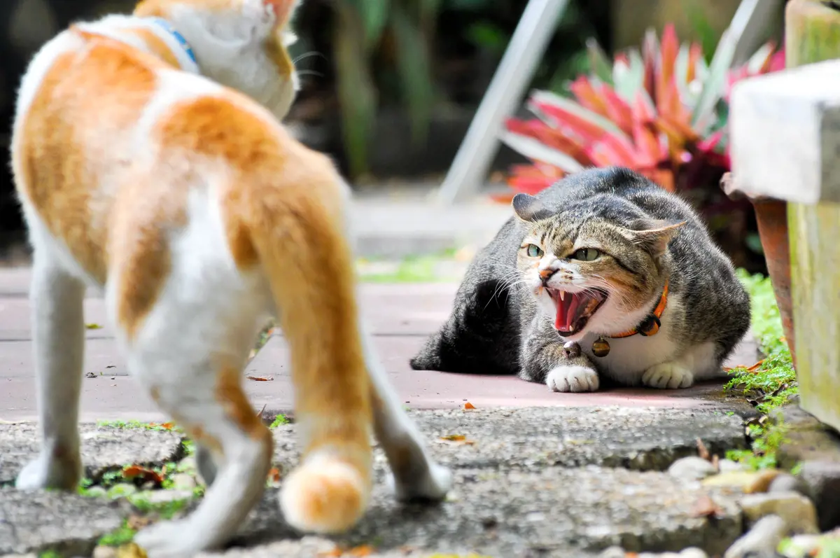 cats hissing at eachother