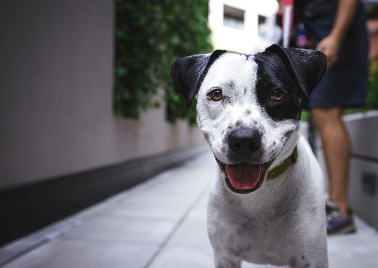 black and white dog