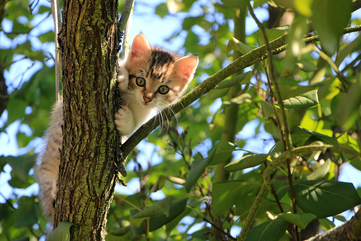 A young cat in a leafy tree